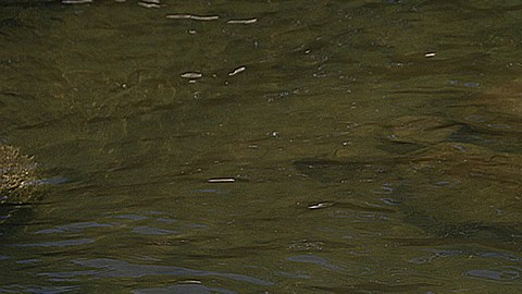 HONDURAS-ENVIRONMENTALISTS-THREATS
