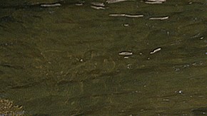 HONDURAS-ENVIRONMENTALISTS-THREATS