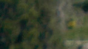 A finales de 2022, trece bisontes murieron después de que un camión se estrellara contra una manada.