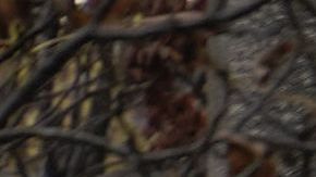 El grupo Wagner es dirigido por Yevgeniy Prigozhin.