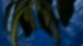 BRAZIL-POLITICS-BOLSONARO-SUPPORTERS-DEMONSTRATION