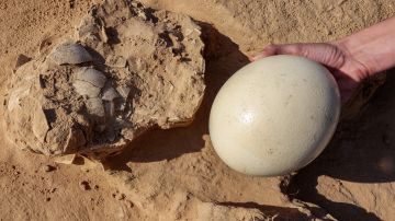Esta imagen tomada el 12 de enero de 2023 muestra una vista de uno de los huevos de avestruz descubiertos.