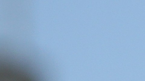 Dana White durante una edición de la NASCAR Cup Series.