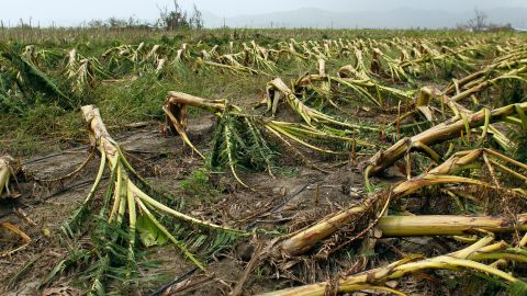 Puerto Rico agricultura huracán María