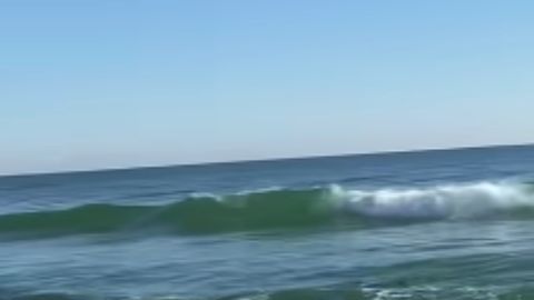 La orca fue vista en la costa en el área de Palm Coast.