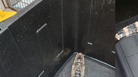 Las autoridades publicaron las imágenes del caimán capturado.