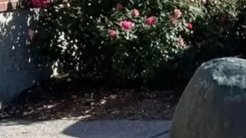 La estatua del oso de cobre está valorada en $8,000 dólares.