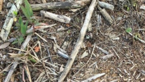 El cohete de entrenamiento de la Segunda Guerra Mundial se encontró en un patio de Florida.