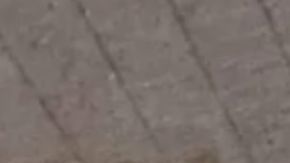 El gecko egipcio estaba escondido entre las fresas.