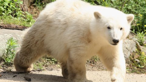 Berlín oso polar