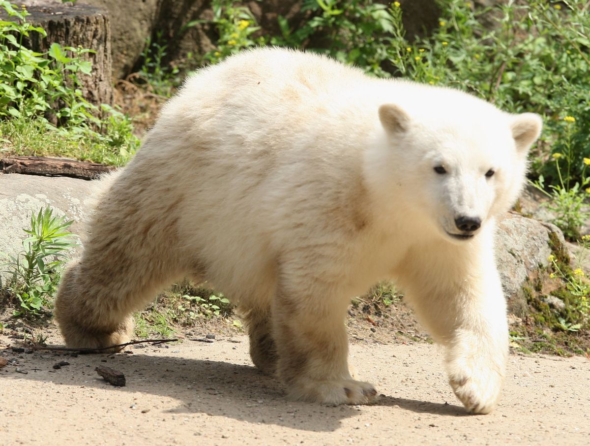Berlin, the oldest polar bear in human care in the United States, has died