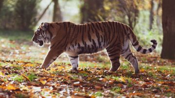 tigre en india