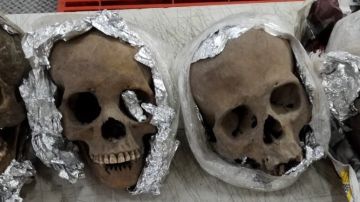 Hallan cráneos en paquete en aeropuerto de Querétaro