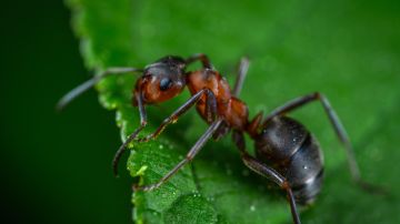 Las hormigas utilizan sus antenas para olfatear el cáncer.