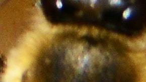 Más allá de la miel, se confía en las abejas para la polinización de los alimentos.