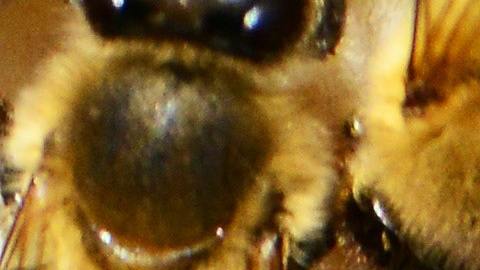 Más allá de la miel, se confía en las abejas para la polinización de los alimentos.