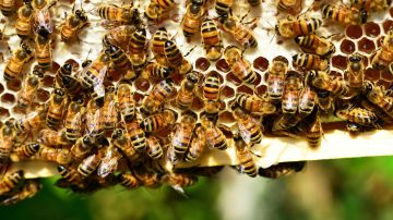 Más allá de la miel, se confía en las abejas para la polinización de los alimentos.