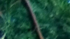 "Charlie" está contento con su alojamiento actual en el árbol. 