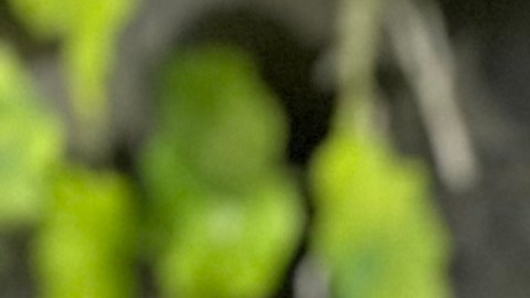 Sandra Milena Rodríguez, denuncia ngeligencia de la Escuela Intermedia 358, de Jamaica, Queens