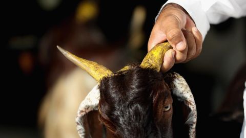 En ningún momento las cabras se mostraron renuentes a ser capturadas por la policía