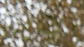 Animales Terremoto en Turquía