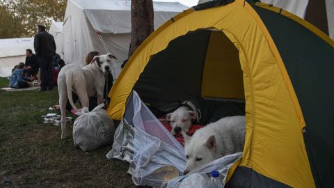 Animales Terremoto en Turquía