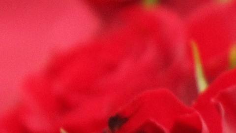 Rosas Rojas