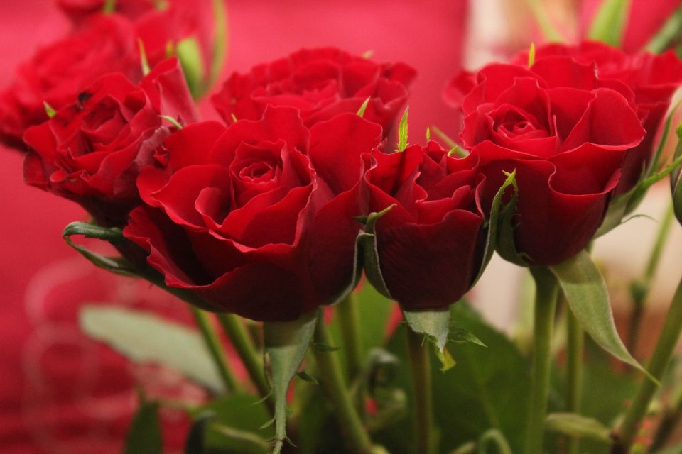 Cuántas rosas debes regalar en el Día de San Valentín - El Diario NY