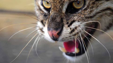 El gato montés se le fue encima a la mascota sin darle tiempo de reaccionar