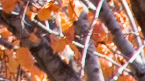 Krystina Pacheco perdió manos y pies