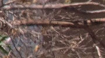 Agentes revisan vehículos afuera del Cielo Vista Mall.