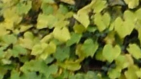 Se presume que eran migrantes transportados de manera ilegal.