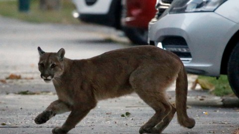 El Departamento de Pesca y Vida Silvestre de California está investigando el ataque del animal.