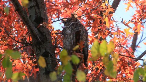 Un búho real euroasiático llamado Flaco posa en un árbol de Central Park en Nueva York.