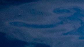 El perro se lanzó contra el tiburón martillo.