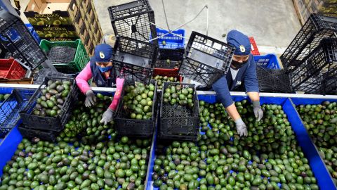 La producción de aguacate en México ha sido señalada varias veces por sus irregularidades.