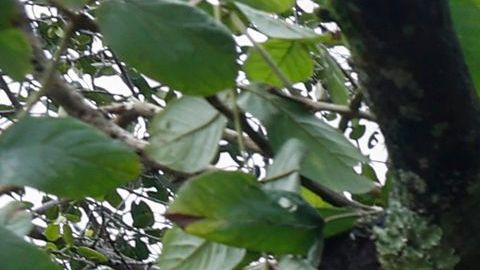 En el lugar del accidente aún se pueden ver las partes restantes del árbol caído sobre el vehículo.