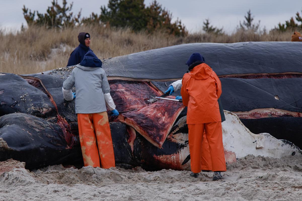 Encuentran redes de pesca, bolsas de plástico y trampas en el estómago de una ballena muerta en Hawái - El Diario NY