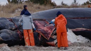 Ha habido una serie de muertes recientes de ballenas en los océanos de Estados Unidos.