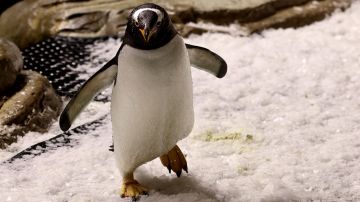 El pingüino ya pronosticó al ganador de 2021 y 2022 aunque sin éxito