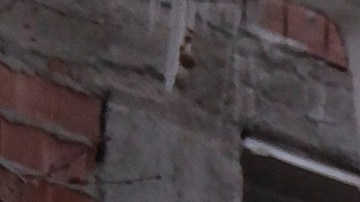 Türkaslan fue una de las víctimas por el colapso de los edificios.