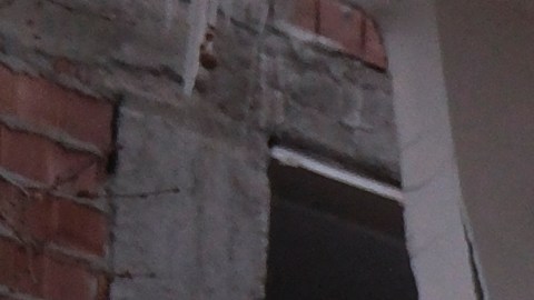 Türkaslan fue una de las víctimas por el colapso de los edificios.
