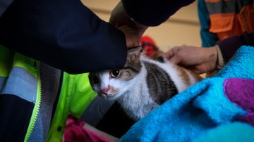 Animal Rescue Teams Retrieve Pets In Quake-Stricken Turkey