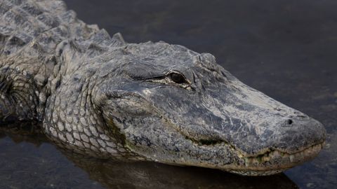 Caimán en un lago de Florida