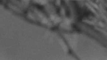 Varias propiedades en Los Ángeles está relacionadas con Marilyn Monroe.