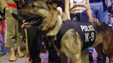 Rescue And Service Dogs Honored For Service