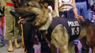 Rescue And Service Dogs Honored For Service