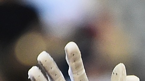 Carlos Correa luego de conectar un cuadrangular ante Países Bajos en 2017.