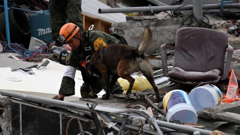 Un perro de rescate buscando sobrevivientes tras un fuerte sismo en México en 2017.