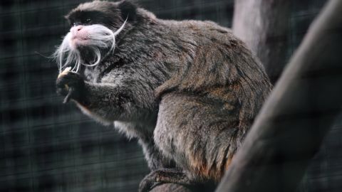 An emperor tamarin (Saguinus imperator)